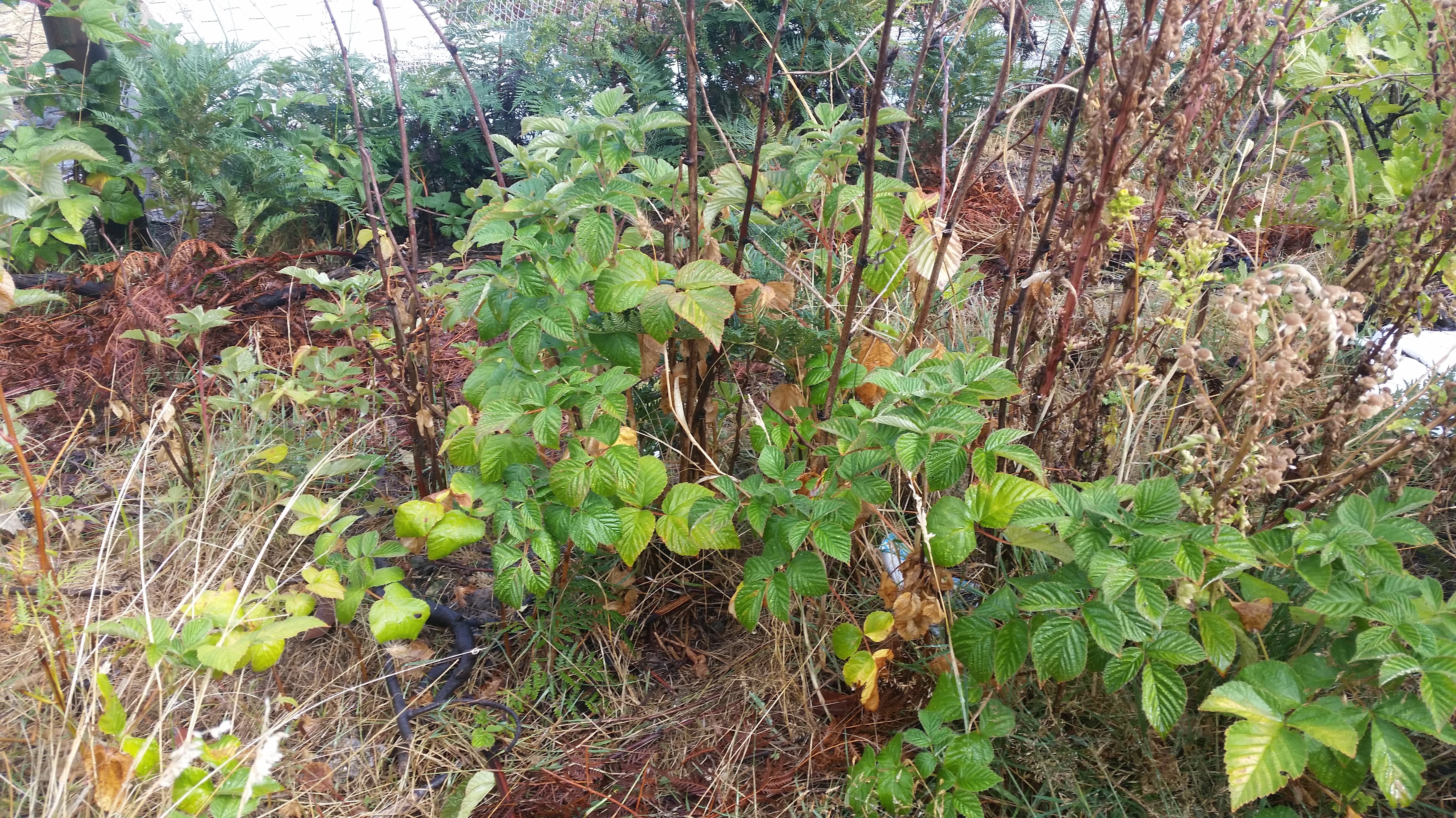 5 year old raspberry canes- no irrigation other than a swale to capture rainwater