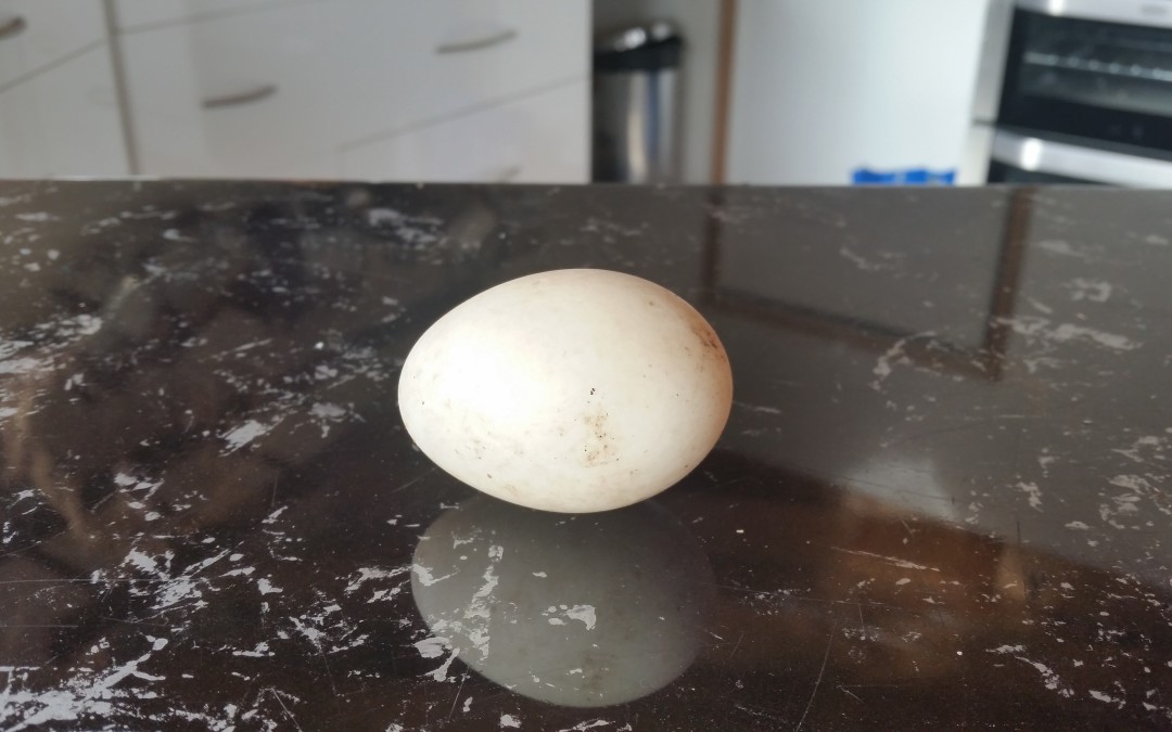 Russian Roulette with Homegrown Eggs